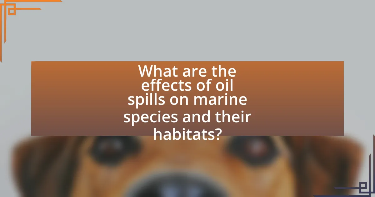 What are the effects of oil spills on marine species and their habitats?