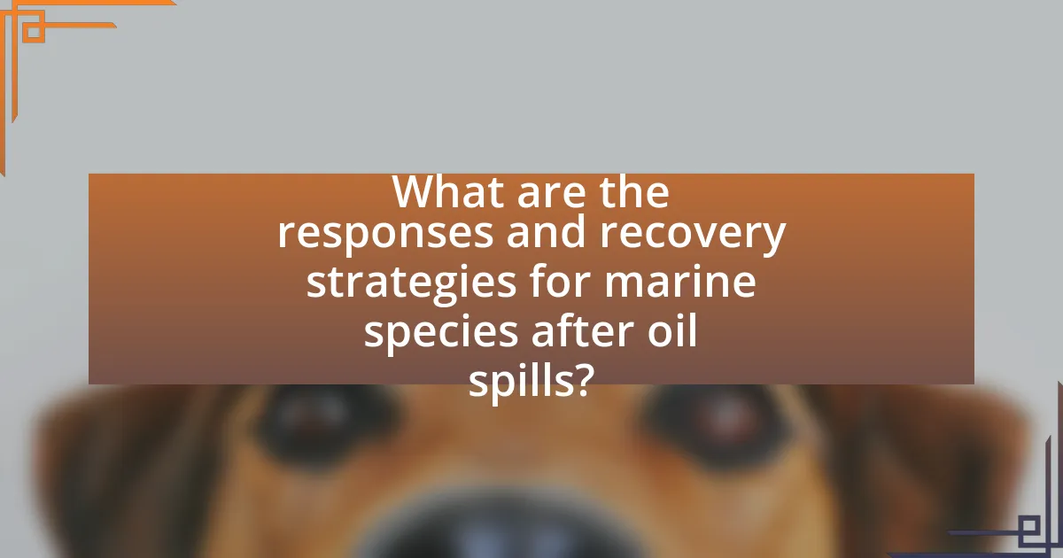 What are the responses and recovery strategies for marine species after oil spills?